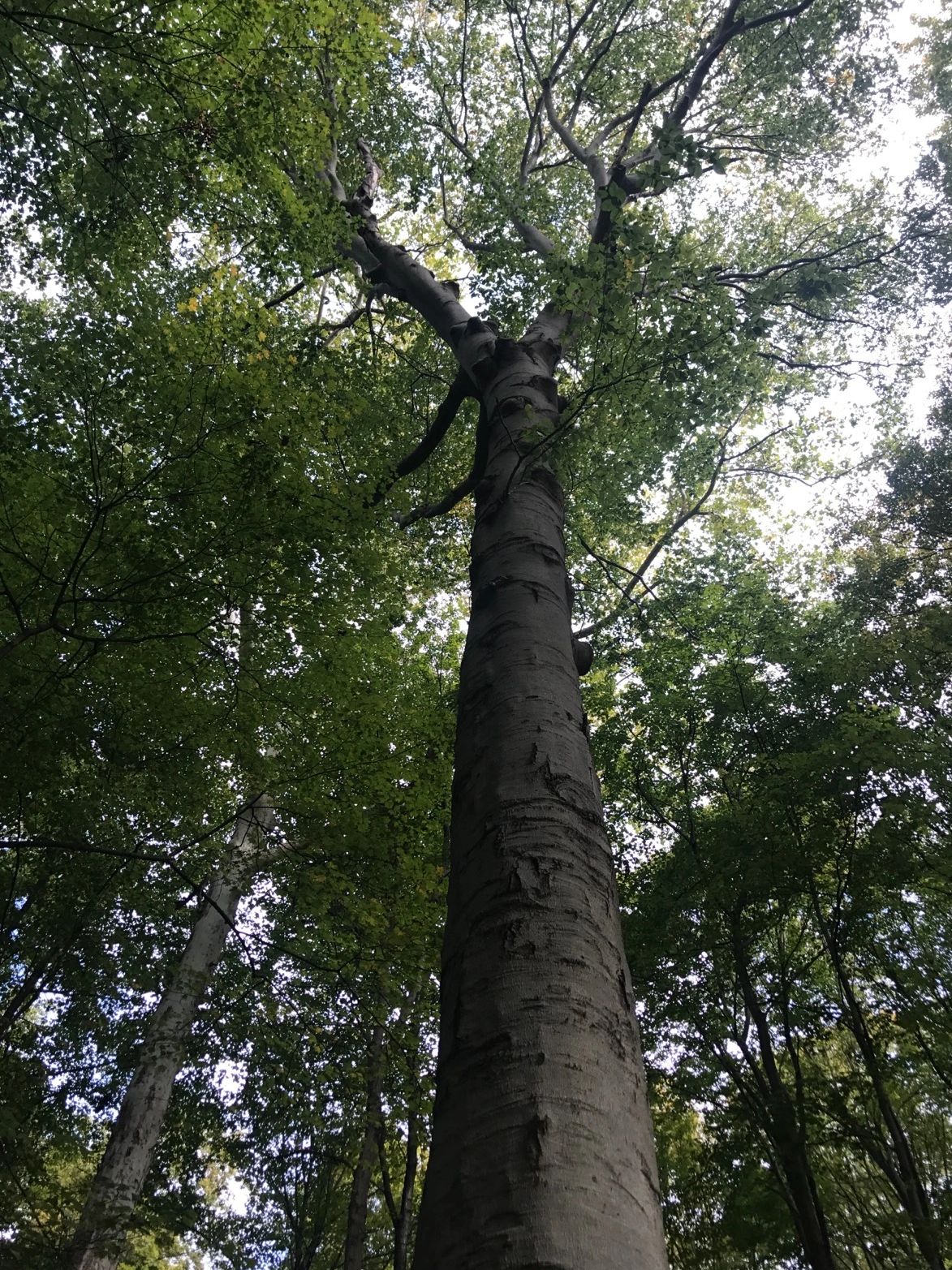 Honeysuckle Removal & Maintenance Co.