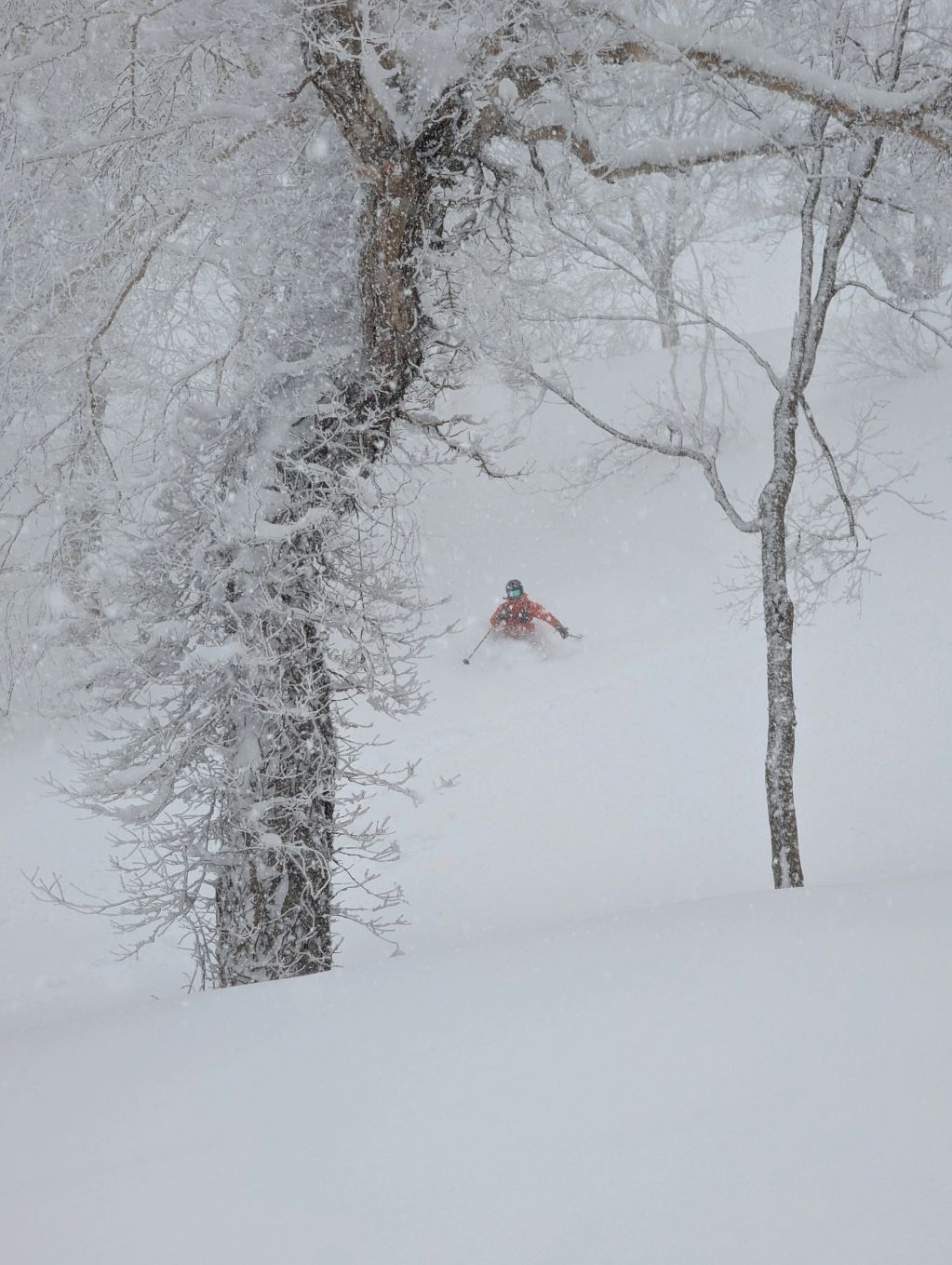 Tree skiing in the Iiyama area