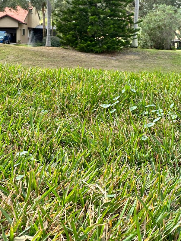 Floratam sod installed for durable, high-traffic lawn areas.