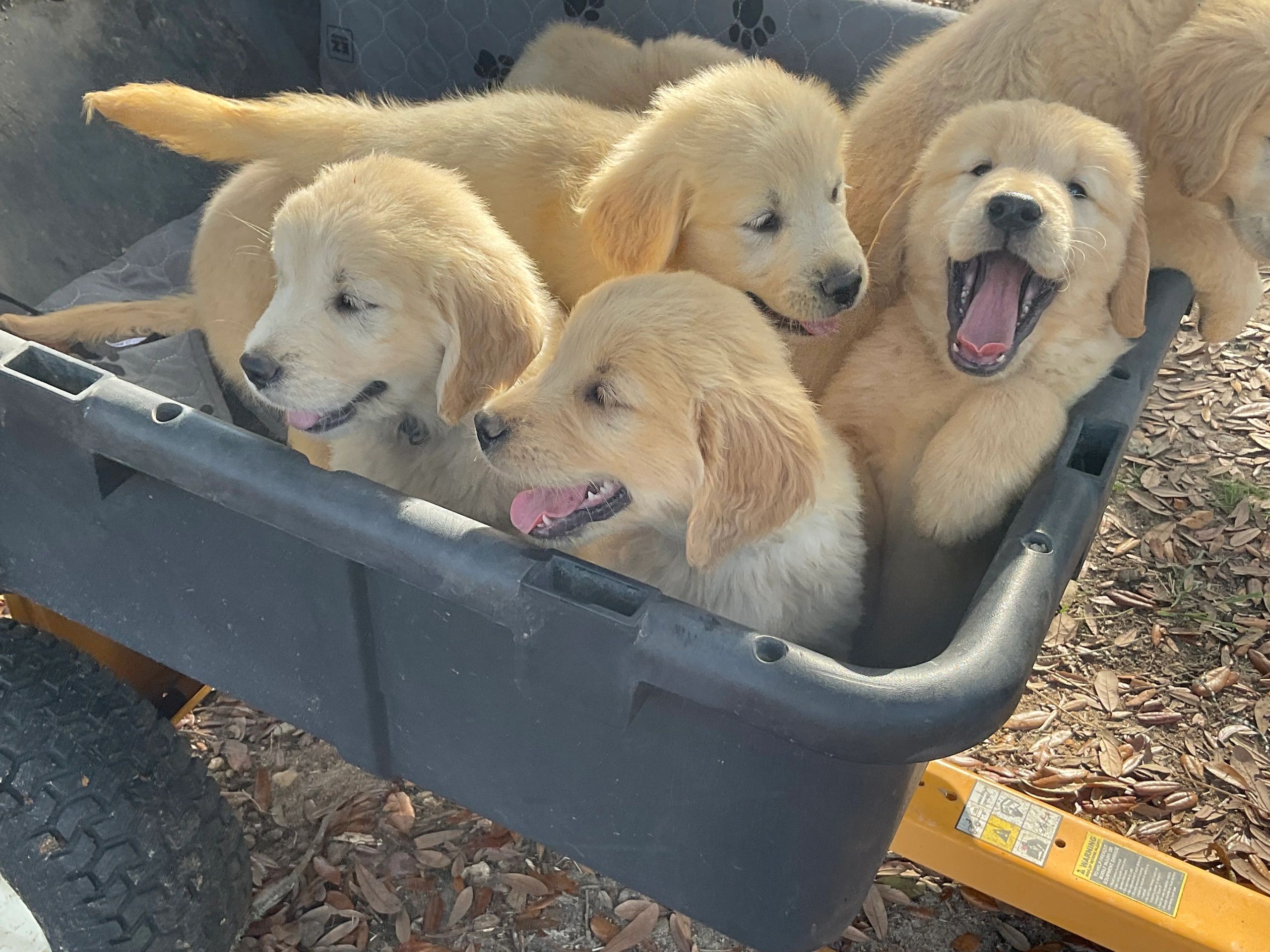 Top Golden Puppies for Sale ABC Farms