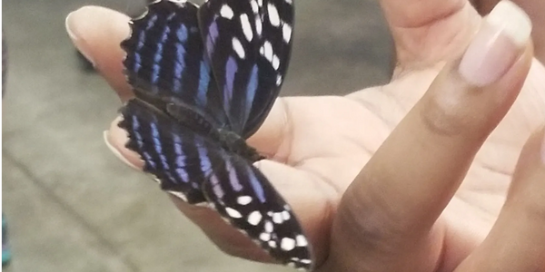 Butterfly on hand