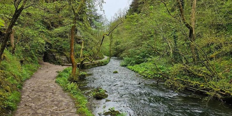 A serene river flowing alongside a stone path through lush green forest.