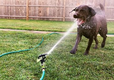 Dog being cleaned