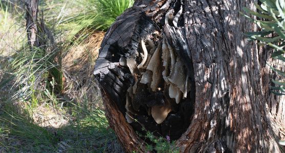 Honey Bee Hive in Jarrah Tree Trunk