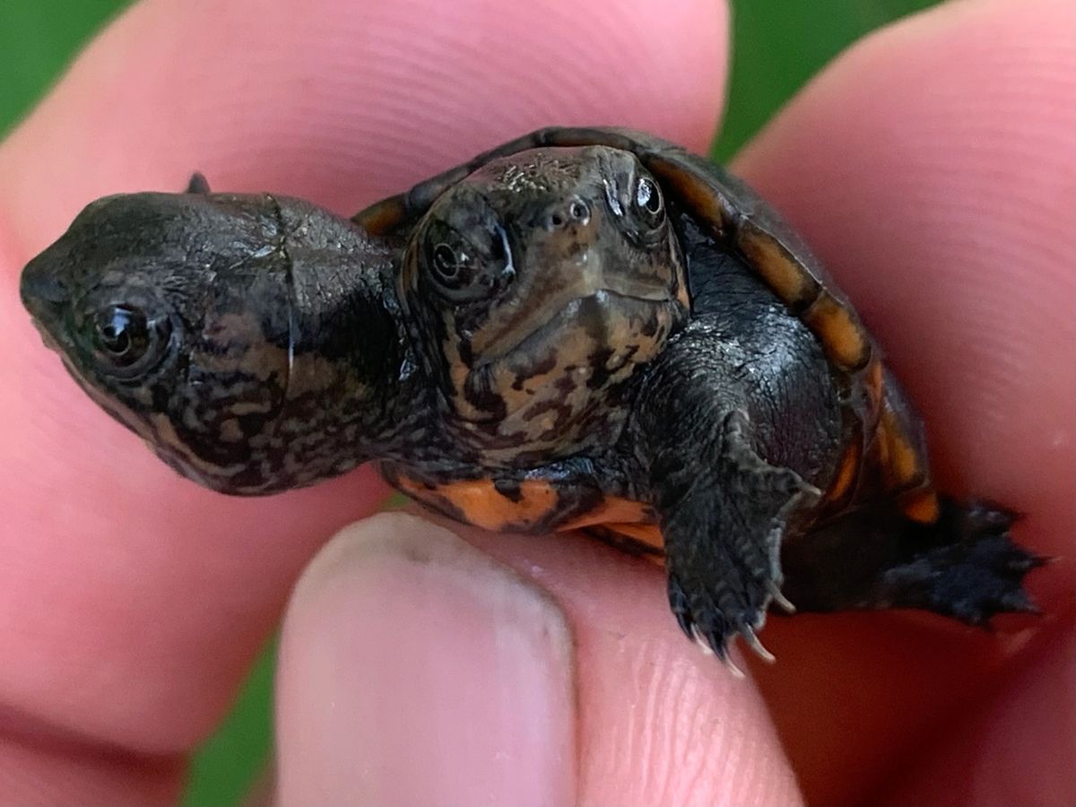 baby mud turtle