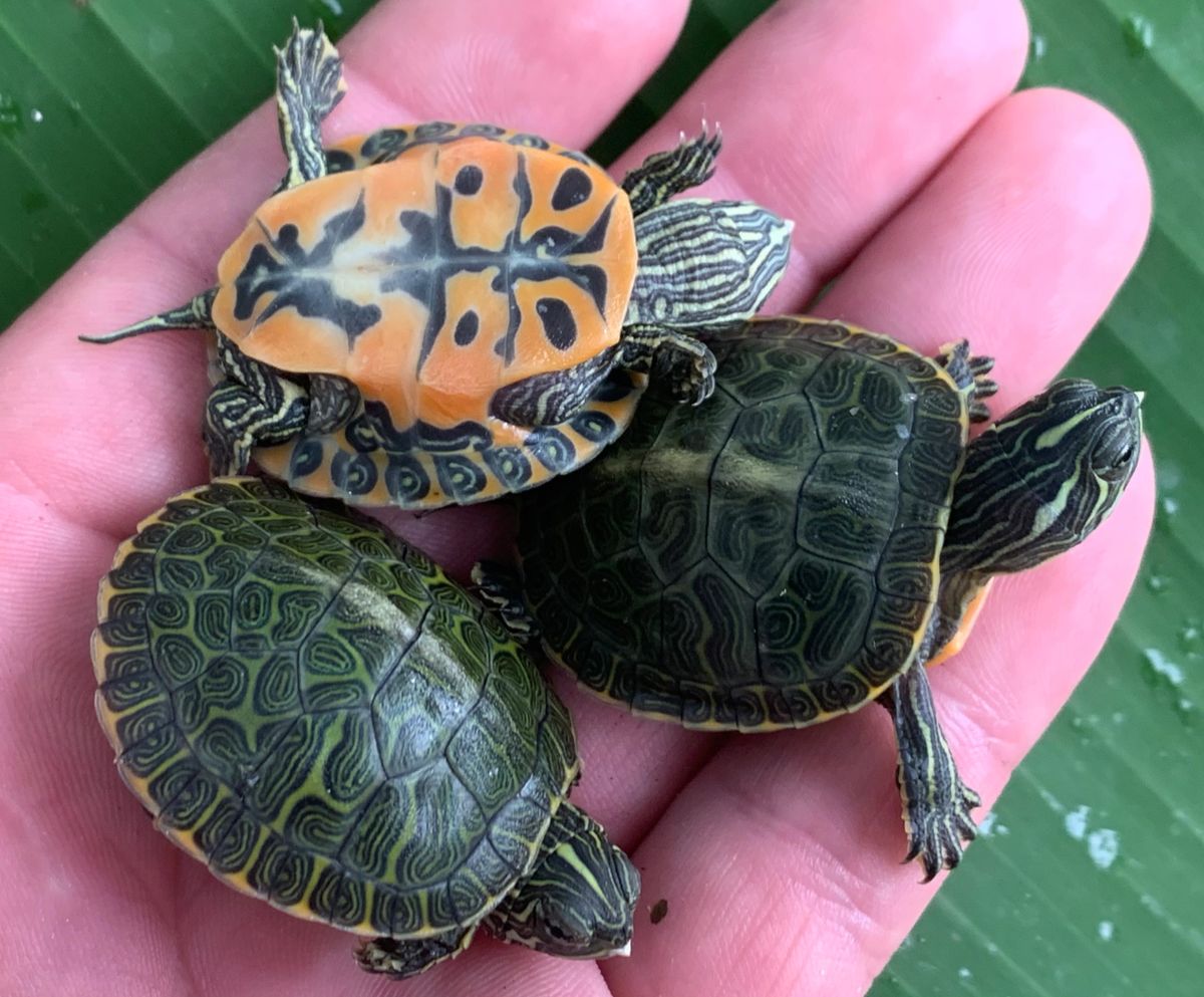 Northern Red Bellied Turtle Babies