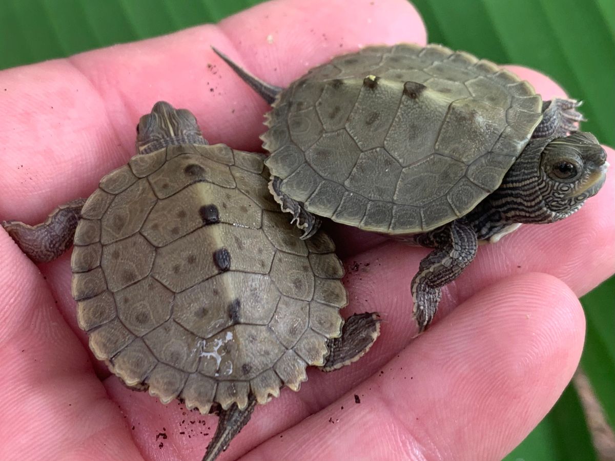 Mississippi Map Turtle Babies   Rs=w 1200,h 1200