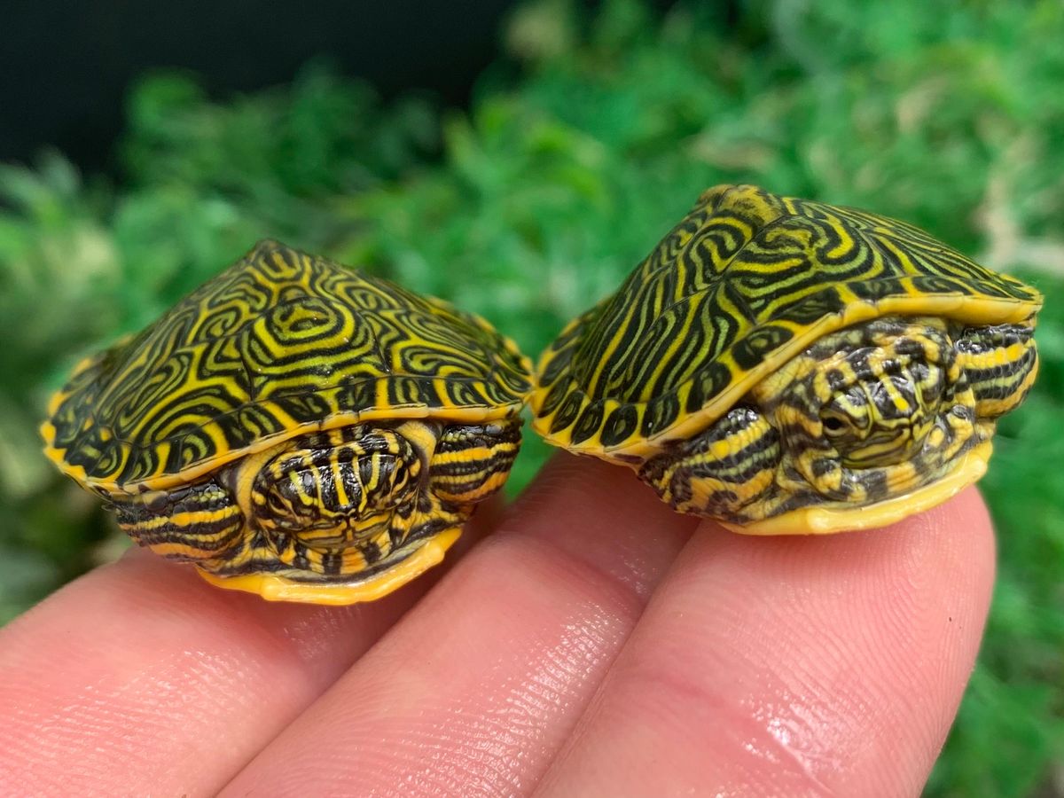 Peninsula Cooter Turtle Babies