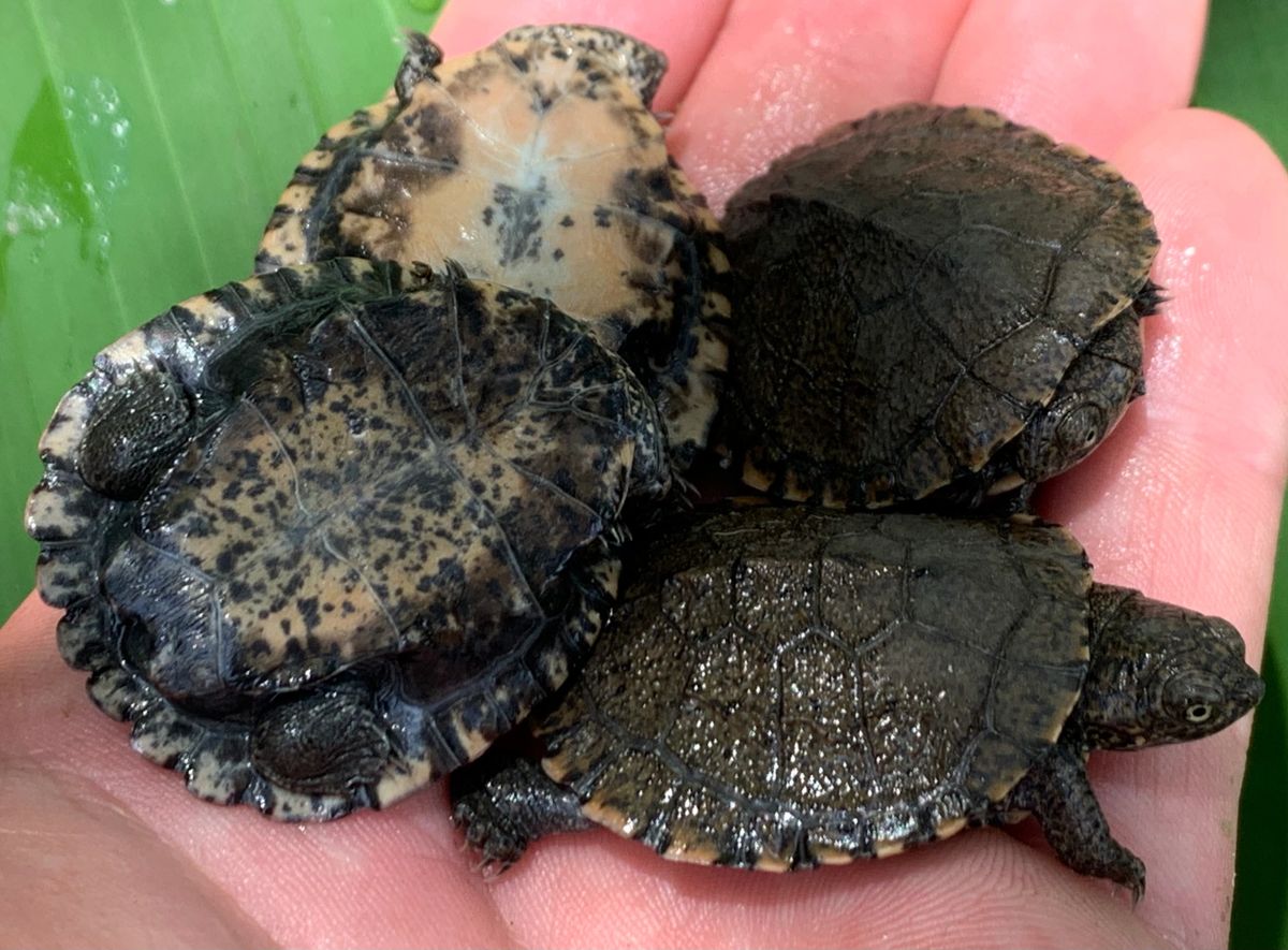 East African Serrated Side Neck Turtle Babies