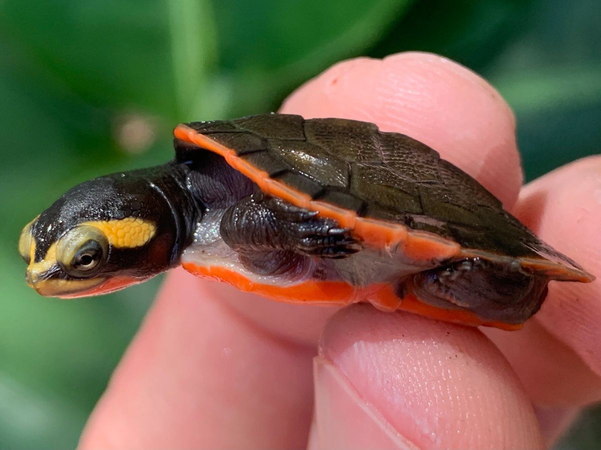 Pink Belly Side Necked Turtle Babies