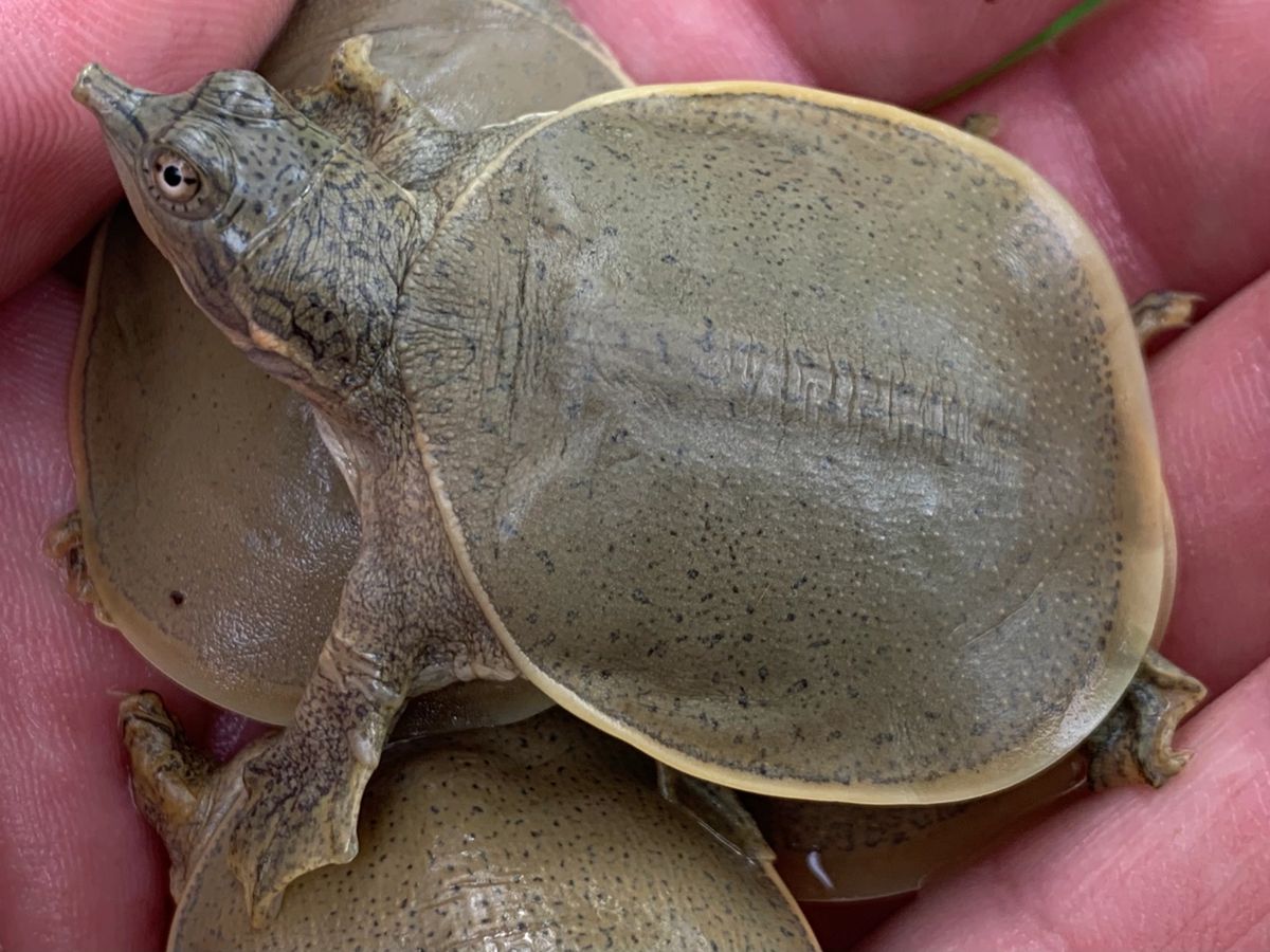 spiny-softshell-turtle-babies