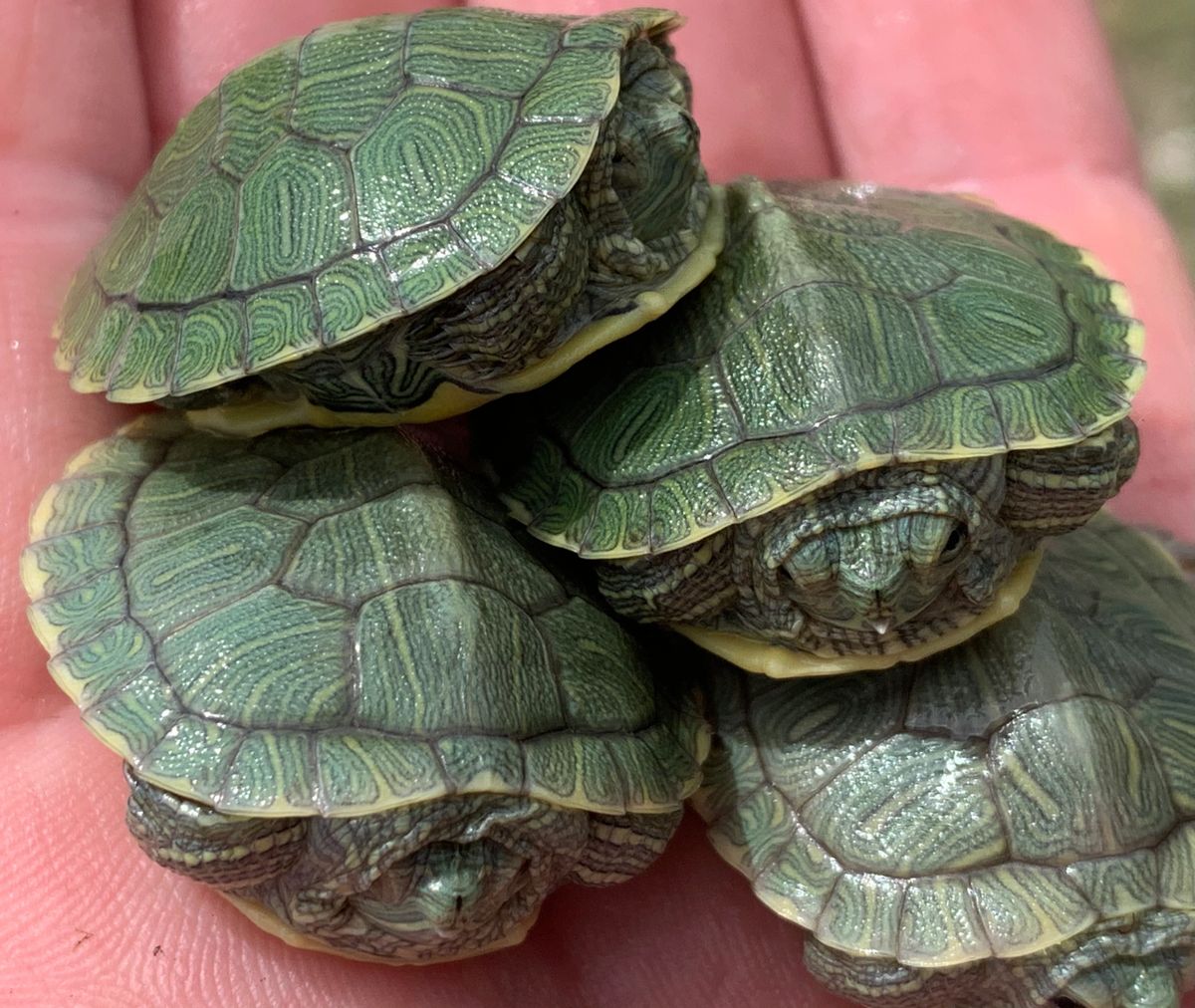 Red Eared Slider Turtle Babies
