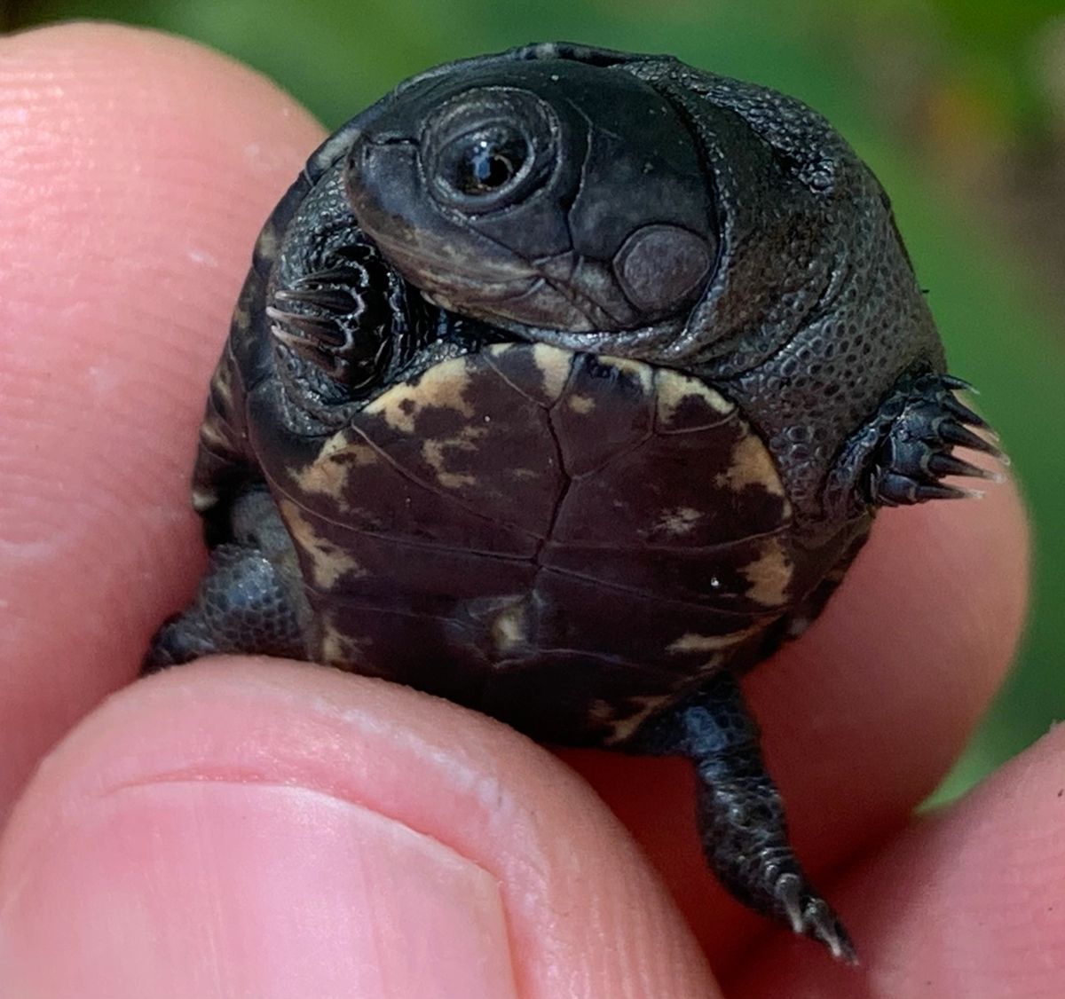 baby mud turtle