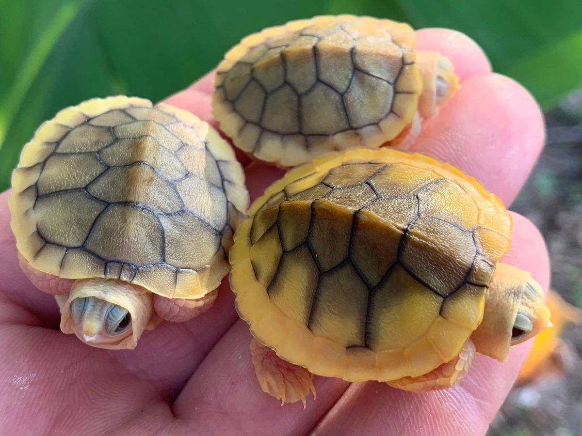 Caramel Pink Red Eared Slider Turtle Babies