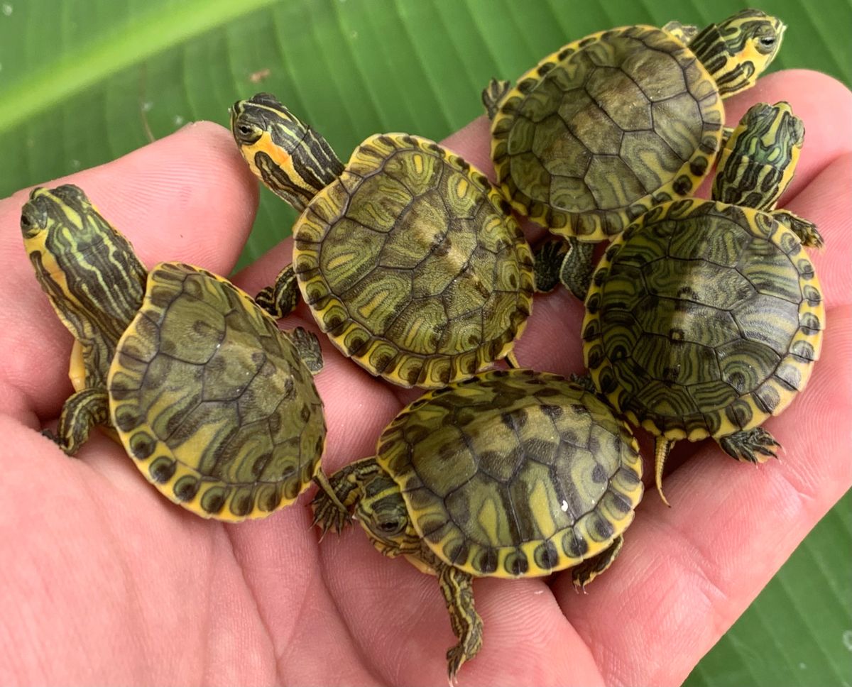 High Colored Yellow Belly Slider Turtles Babies