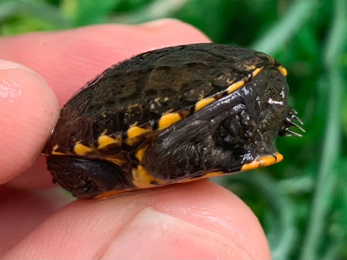 baby mud turtle