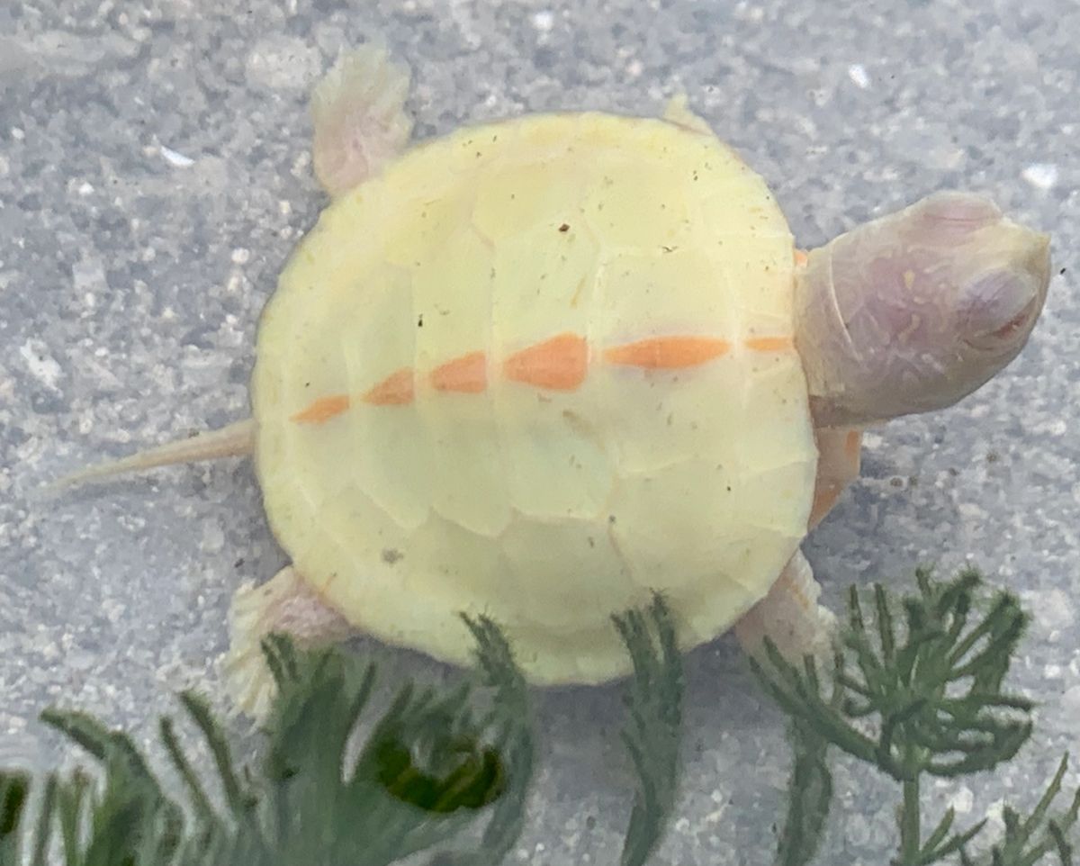 Albino Southern Painted Turtle Babies