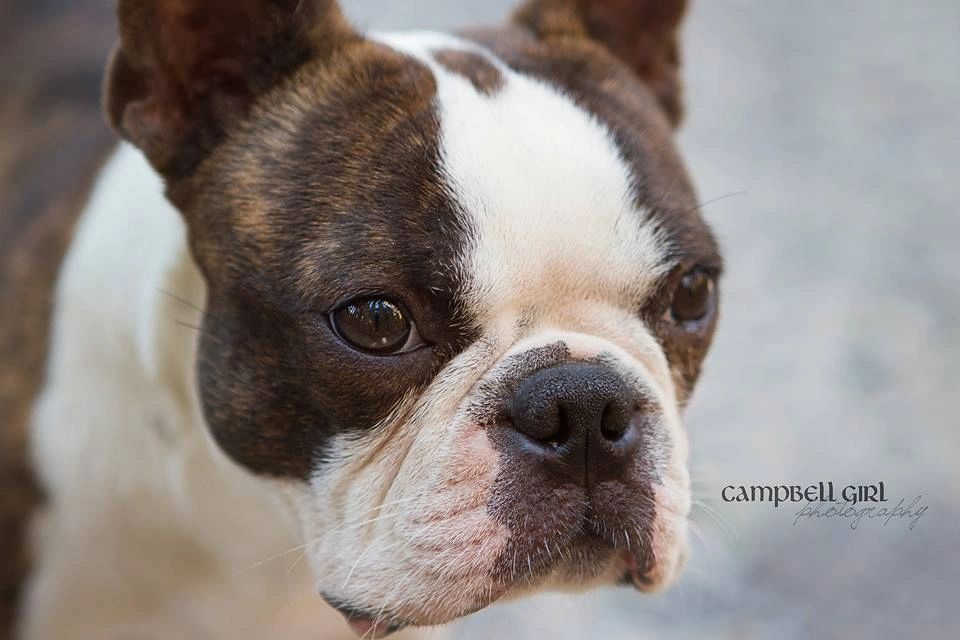 ​Prairie Valley Pet Services dog grooming listing photo