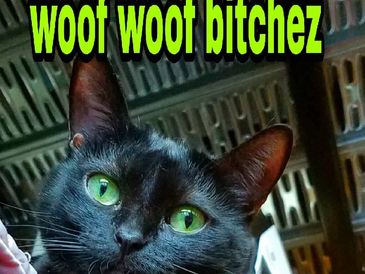 woof woof bitchez meme with black cat