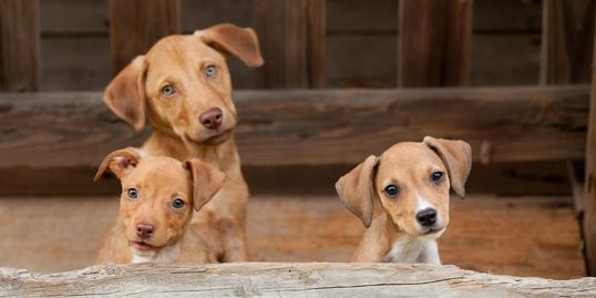 Chip, Fox, and Scout (3 of our first 25 rescues!)