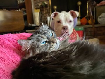 a medium-haired tabby cat laying down with a white mixed-breed dog in the background