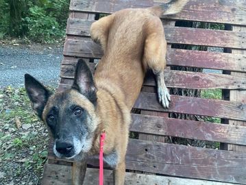 a gray-muzzled Belgian Malinois performing the "handstand" trick against a pallet