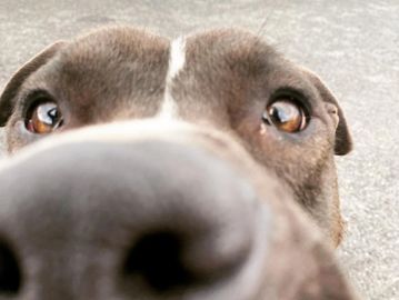 a mixed breed dog with its nose taking up much of the photo, as if sniffing the camera