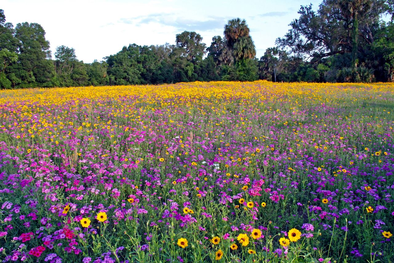 Roadside Wildflowers of Florida