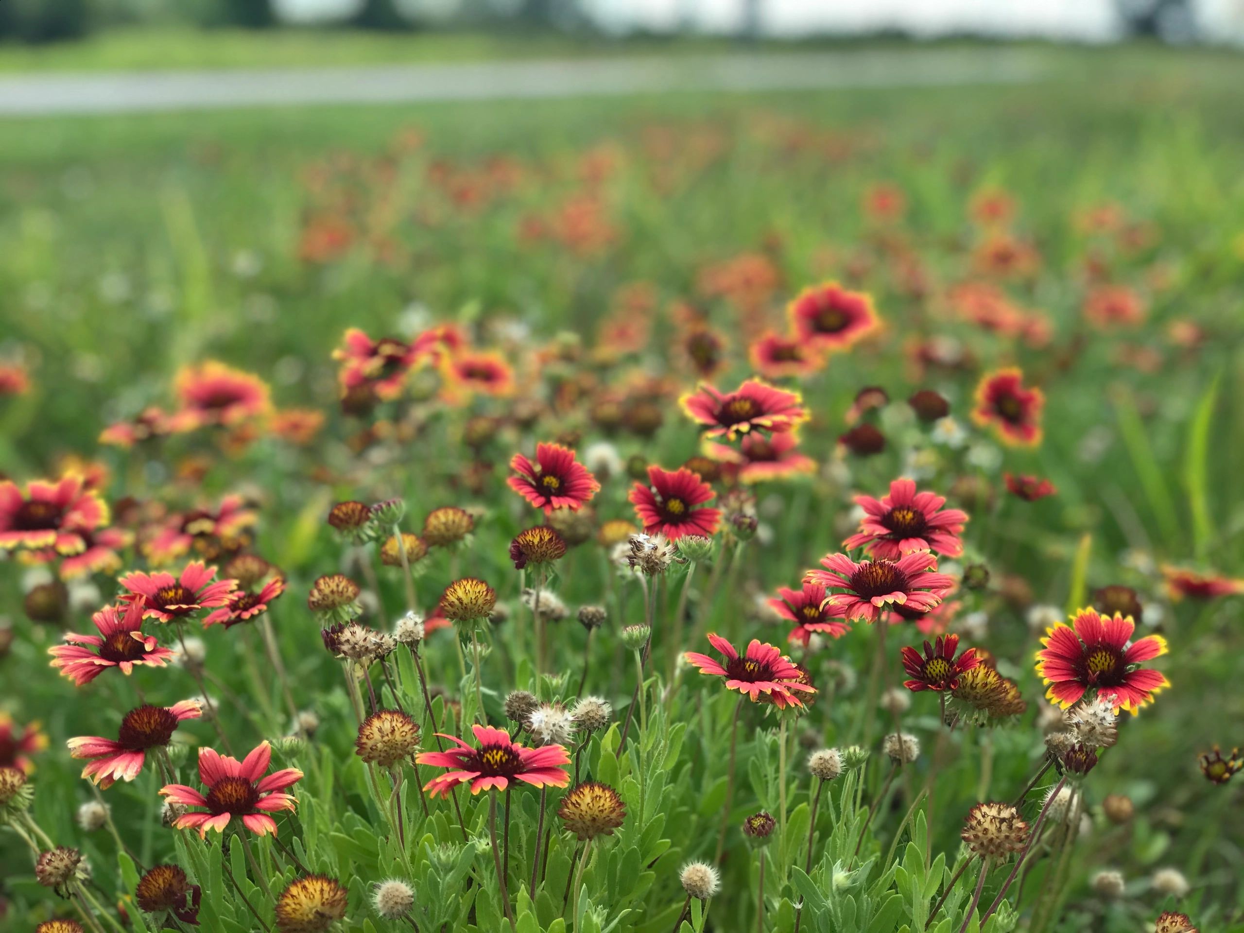 Roadside Wildflowers of Florida