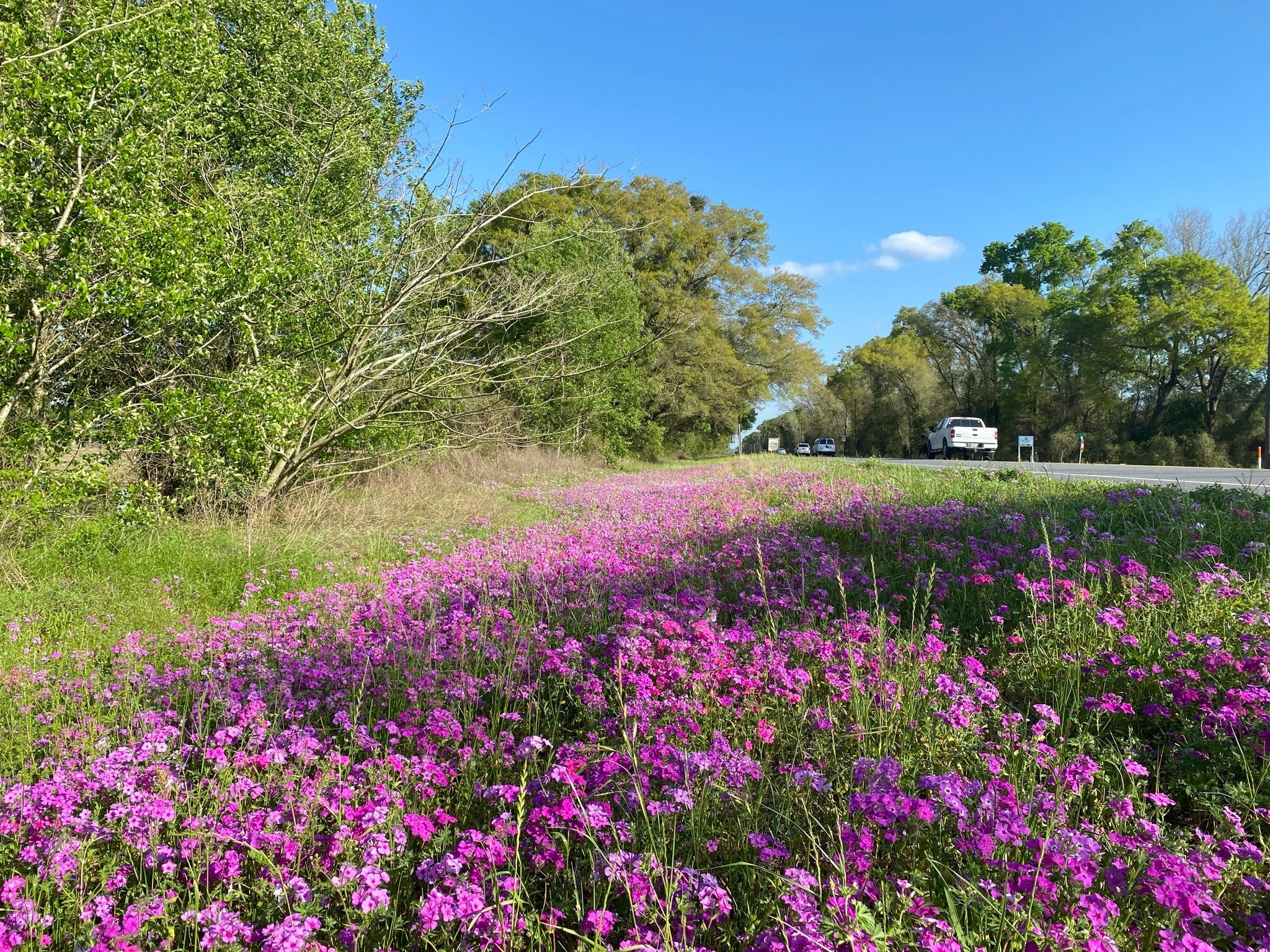 Roadside Wildflowers of Florida