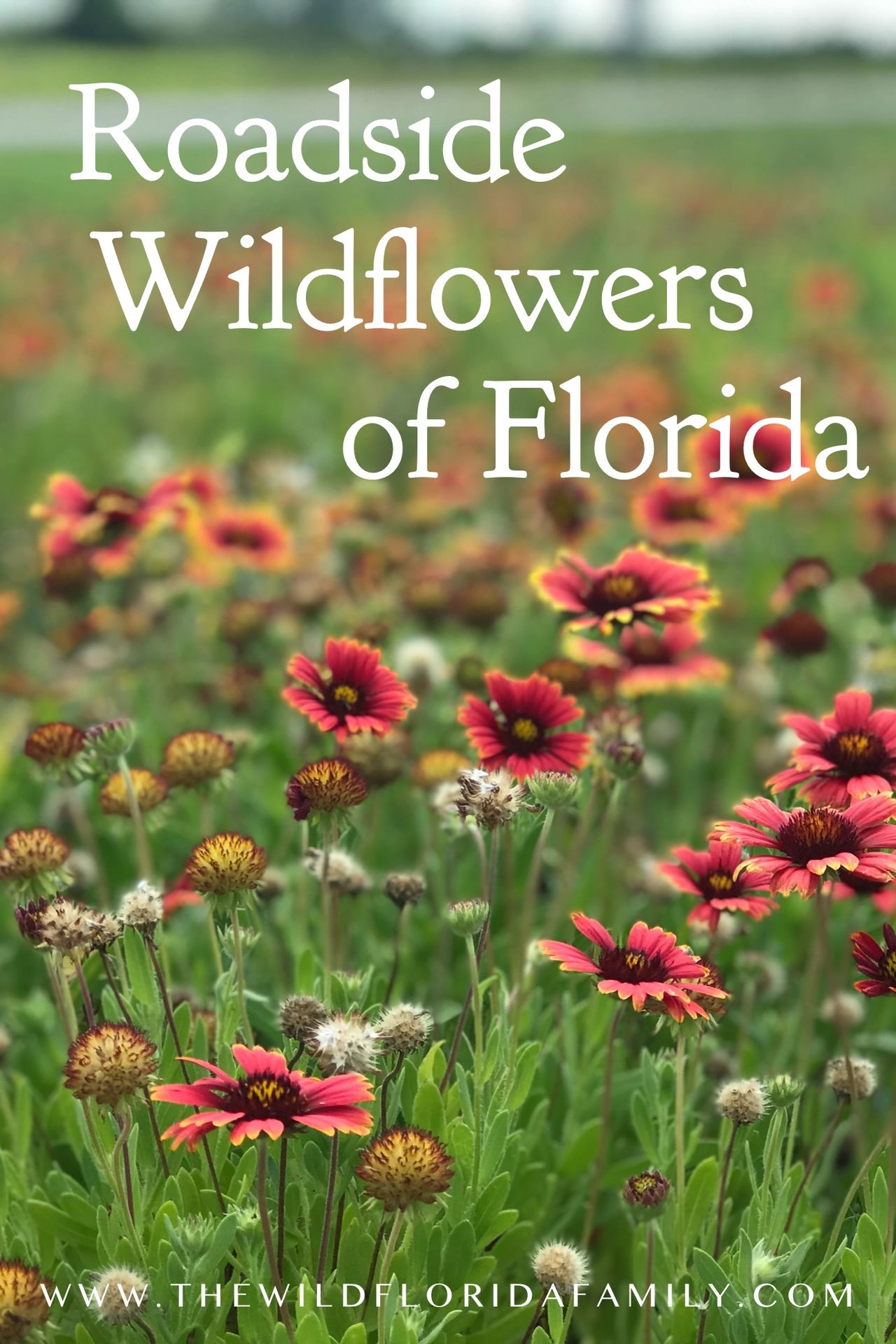 Roadside Wildflowers of Florida