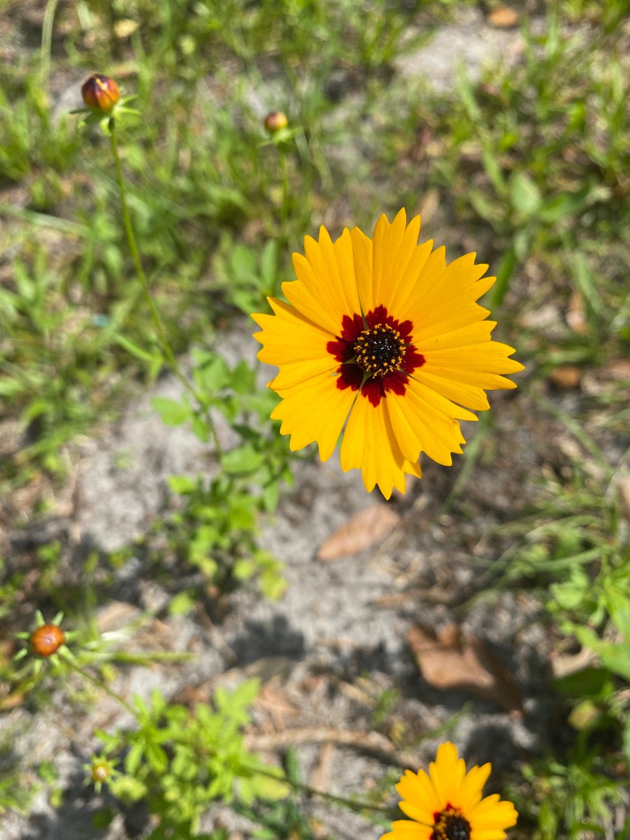 Roadside Wildflowers of Florida