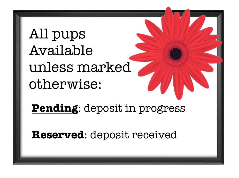 Sign about puppy availability and deposit status.