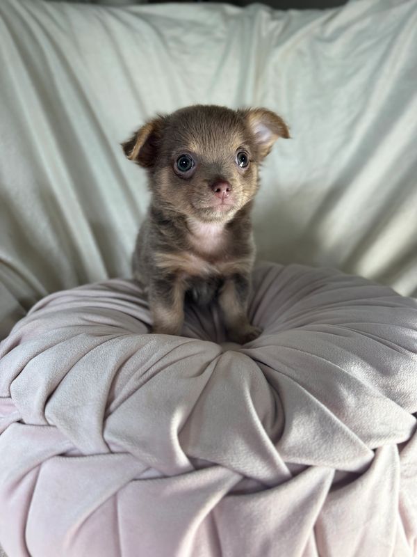 Adorable chihuahua puppies 