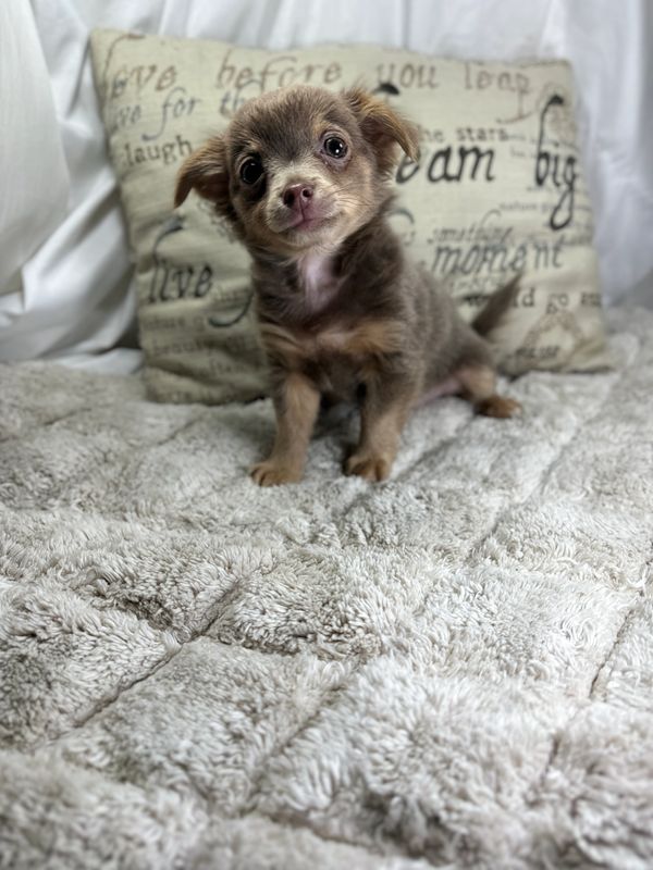 Longhair Chihuahua puppies for sale 
