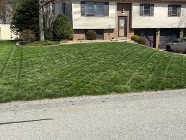 8 weeks after aeration and overseeding