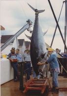 Neil's tuna in 1980