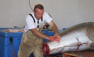 Neil massaging his tuna in 2012