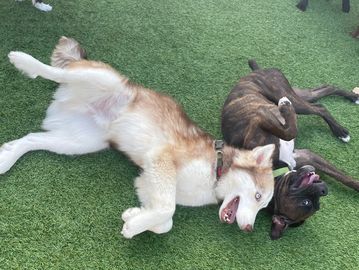 Big dogs at Family Dog Consulting happily and laying on grass
