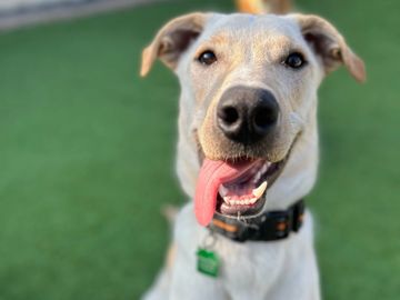 Happy dog with tongue out at Family Dog Consulting for Doggy Daycare