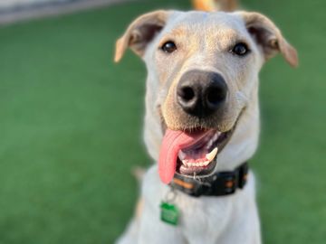 Happy dog with tongue out at in person private lesson at Family Dog Consulting