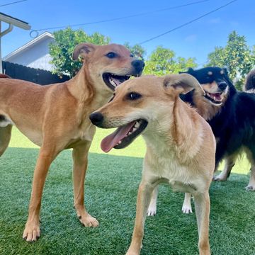3 dogs happily playing at Family Dog Consulting dog boarding at dog daycare 