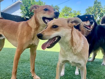 3 happy dogs at family dog consulting boarding and doggy daycare