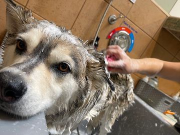 Husky mix getting bathed at Family Dog Consulting