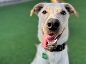 Happy dog with tongue out at Family Dog Consulting for Doggy Daycare