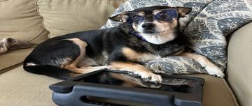 Coco sitting on couch working on her virtual dog lessons from certified professional dog trainer