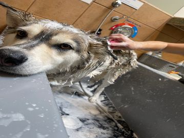 Husky mix getting bathed at Family Dog Consulting