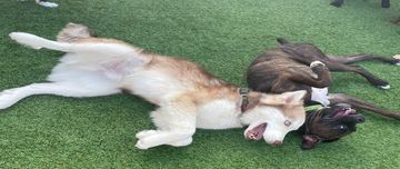 Big dogs at Family Dog Consulting happily and laying on grass