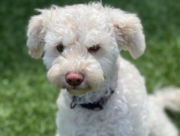 Small white Itty Bitty Dog at Doggy Day Care at Family Dog Consulting 