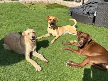 3 dogs at doggy daycare and dog board at Family Dog Consulting